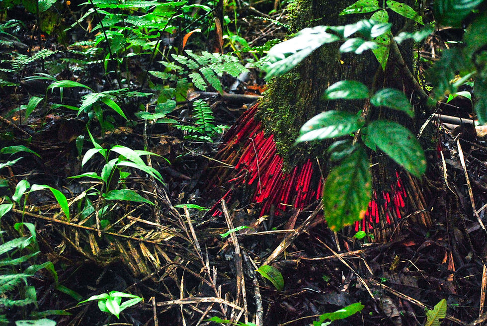 Amazonas Colombia Jungle Tour