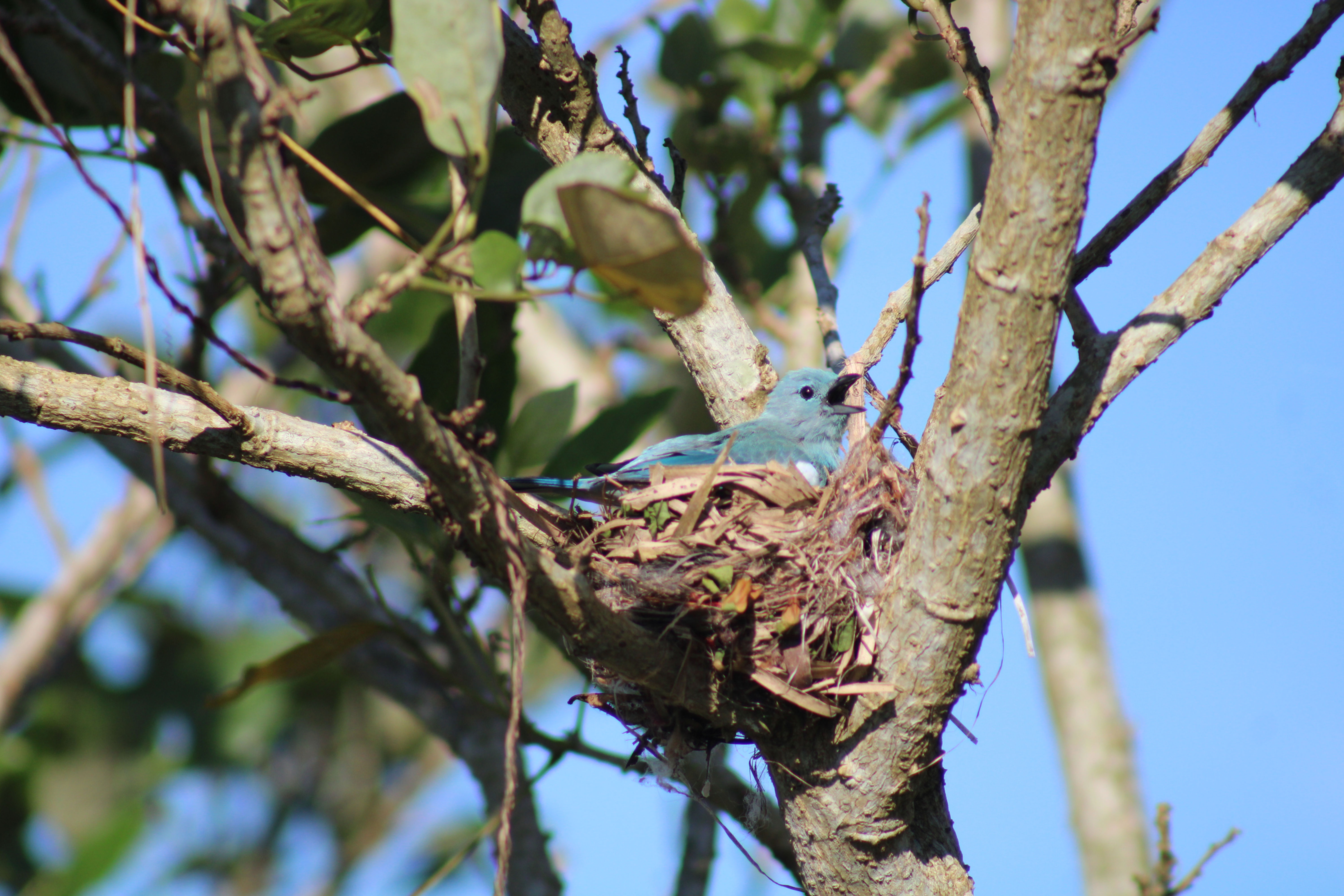 Amazon Birding Expedition