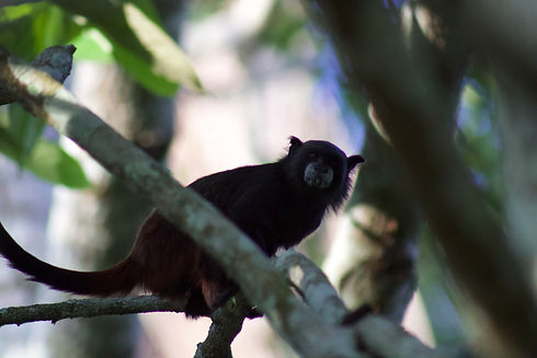 Saguinus fuscicollis Primate Leticia IANE Wetland