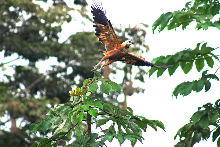 BLACK-COLLARED HAWK FLYING - HIPILANDIABIRDS - CNAA 2025 - LETICIA - AMAZONAS - COLOMBIA -