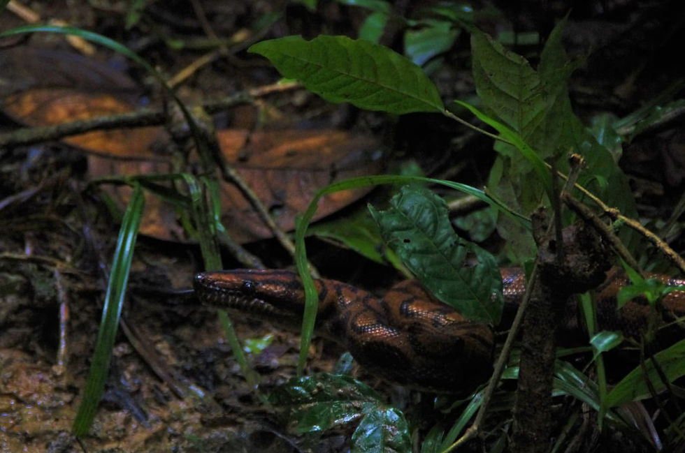 Wildlife in Amazonas Colombia