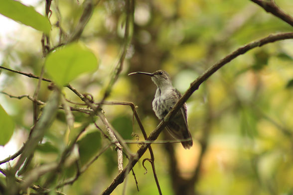 Birding in Leticia Amazonas with Tarapoto Amazonas Jungle Tours.JPG