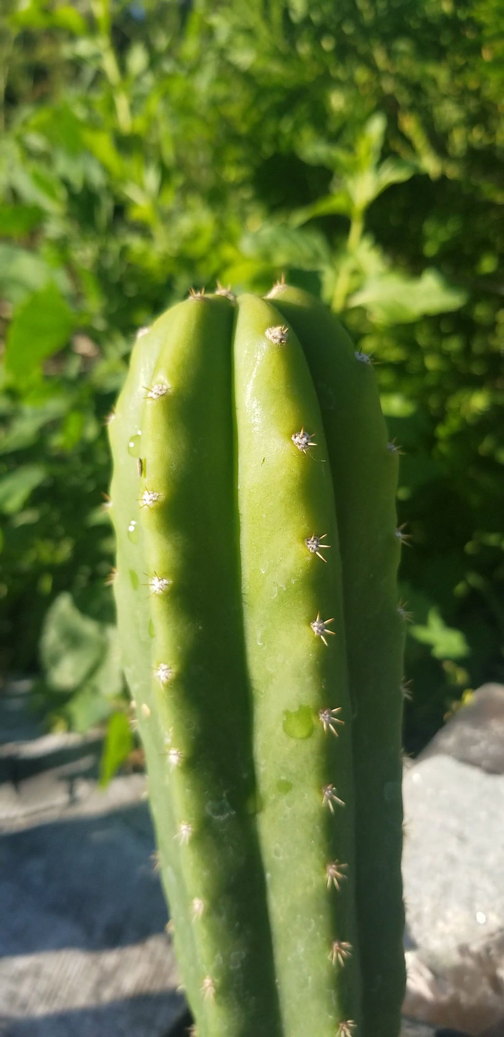 Thumbnail: Pachanoi Open Pollinated 9-12"