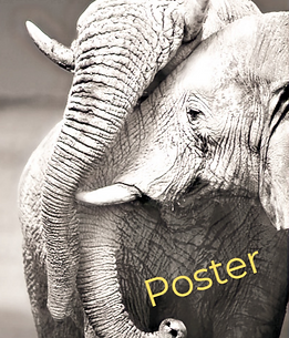 Elephants Embracing_edited_edited_edited
