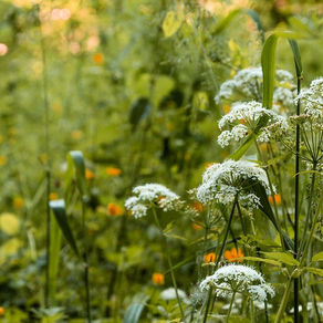 Rückzugsraum für Otter und Eisvögel