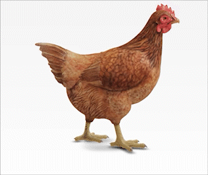 chicken_AdobeExpress_AdobeExpress_AdobeExpress_AdobeExpress.gif
