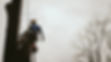 tree_work_arborist_rope_access_climber.jpg