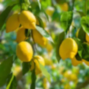 JE PLANTE UN CITRONNIER 