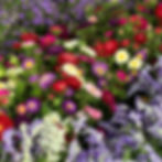 Aster 003
