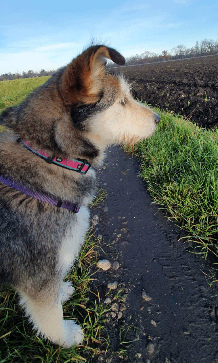 Lotti13.gif