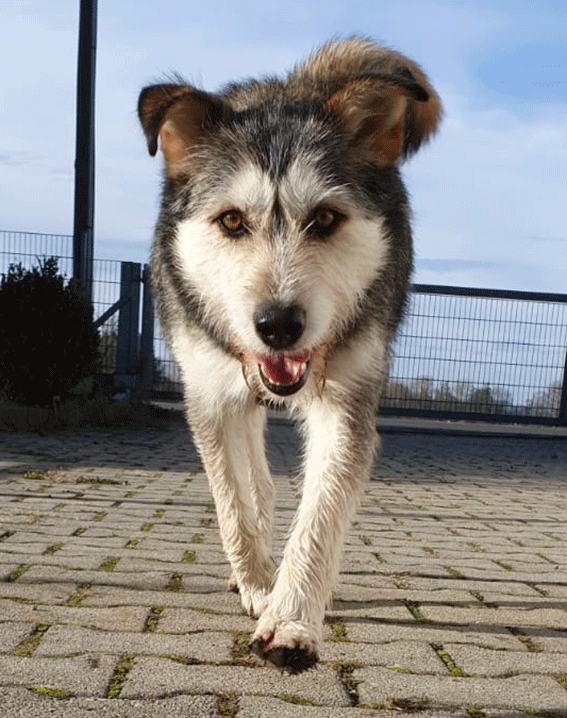 Lotti12.gif