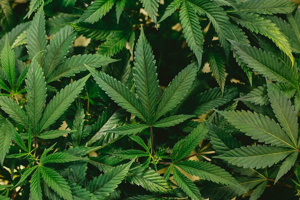Hojas de cannabis sobre fondo negro (1).jpg