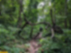 Peechi Moodal mala bison trek destination starting point