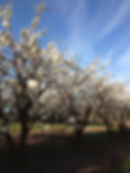 blossomtime.jpg