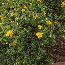 hypericum prolificum.jpeg
