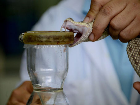 Ofidismo y mordedura de serpientes por el Dr. Alfredo Matos