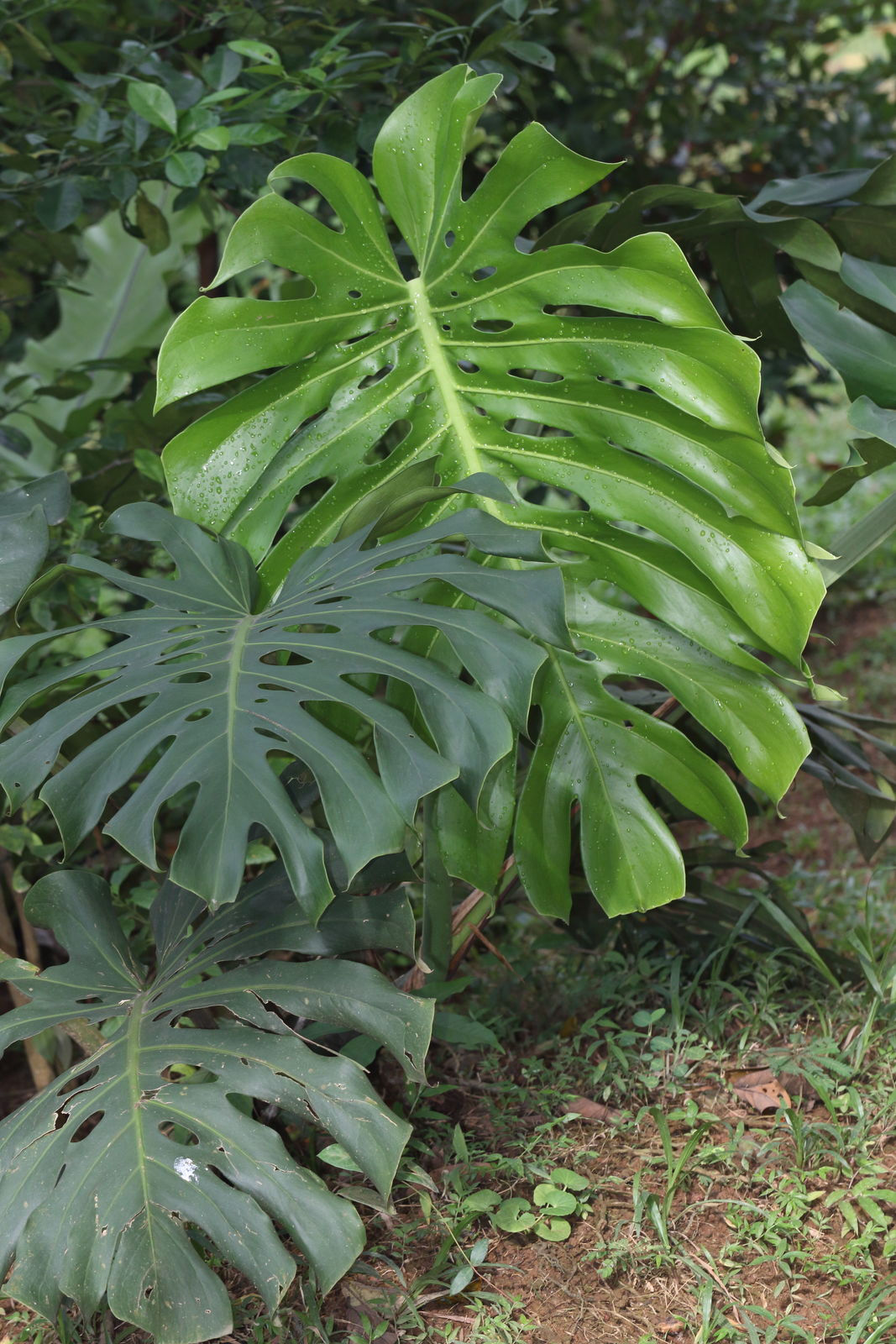 Monstera