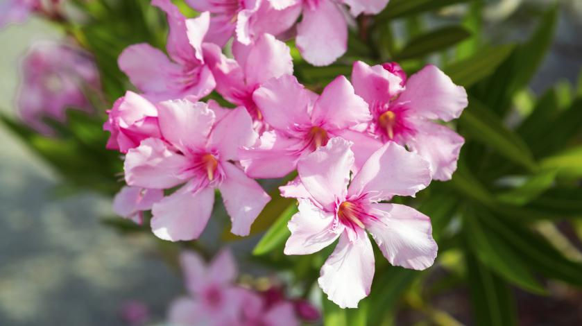 Oleander