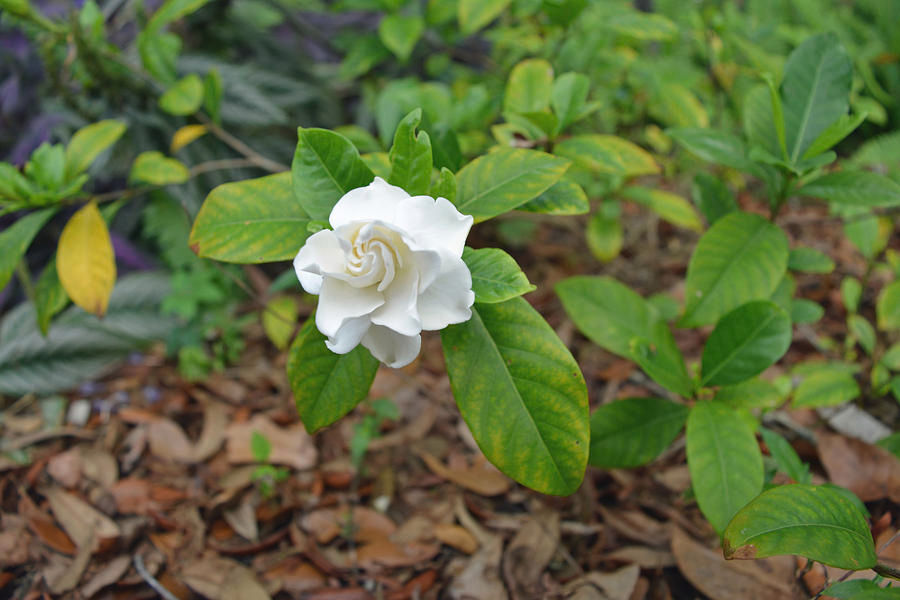 Gardenia Aimee
