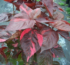 Copper Leaf