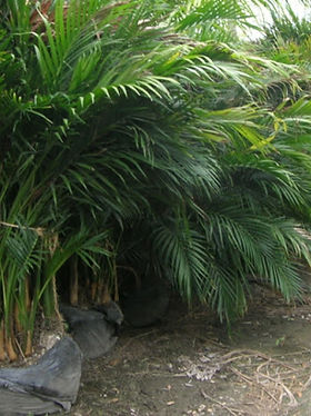 dracaena soil Nearly Natural 2ft. Artificial Dracaena Marginata Plant