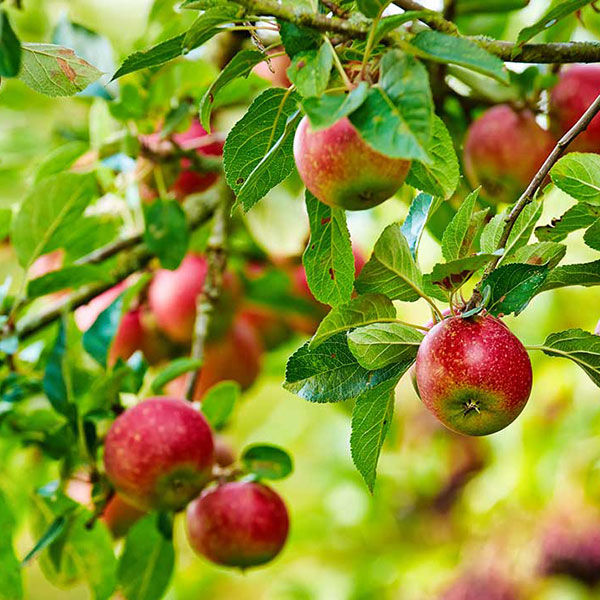 Gala Apple Tree