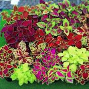 Coleus
