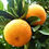 Thumbnail: Orange Tree
