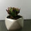 Miniatura: Suculenta Aeonium Arboreum