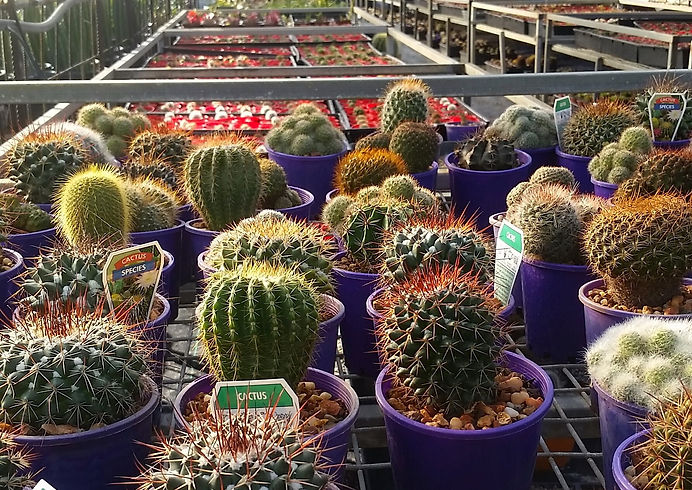 cactus-2545817_edited.jpg