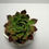 Miniatura: Suculenta Aeonium Arboreum