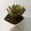 Miniatura: Suculenta Aeonium Arboreum