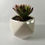 Miniatura: Suculenta Aeonium Arboreum
