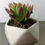 Miniatura: Suculenta Aeonium Arboreum