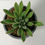 Miniatura: Kalanchoe tomentosa