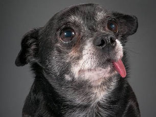 When Your Dog Turns Senior: A Guide for Loving Owners