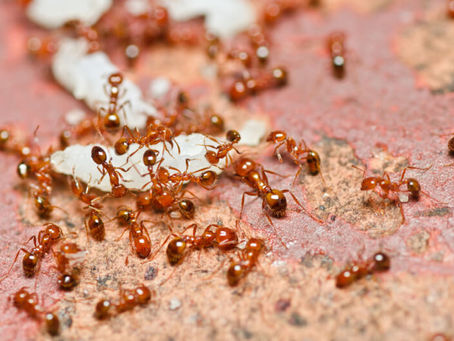 What’s The Difference Between Ghost Ants and Fire Ants?