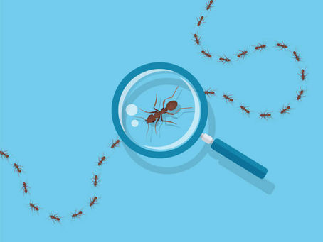 The Difference Between an Argentine Ant and a Pavement Ant