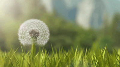 Dandelion