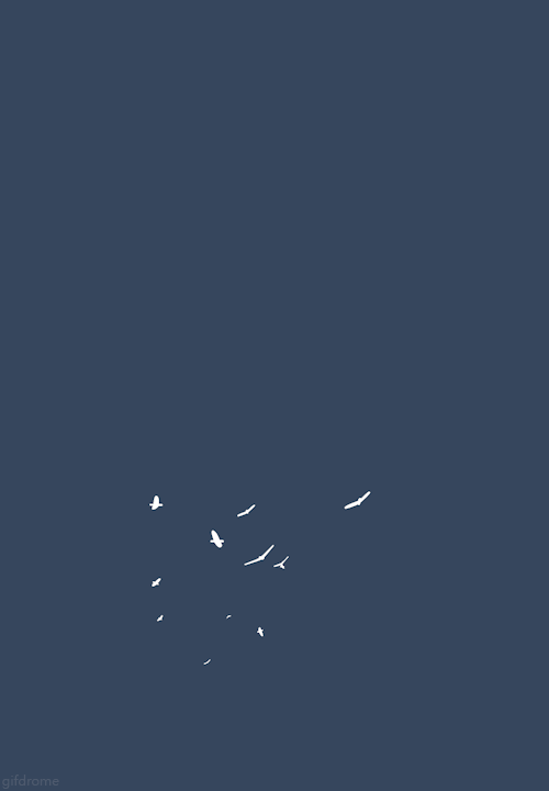 birds