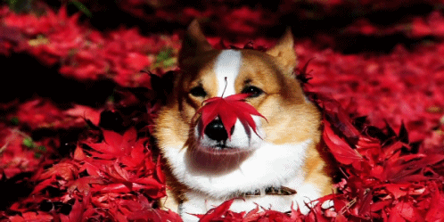 corgi