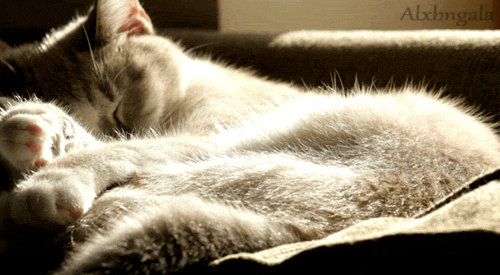 kitty