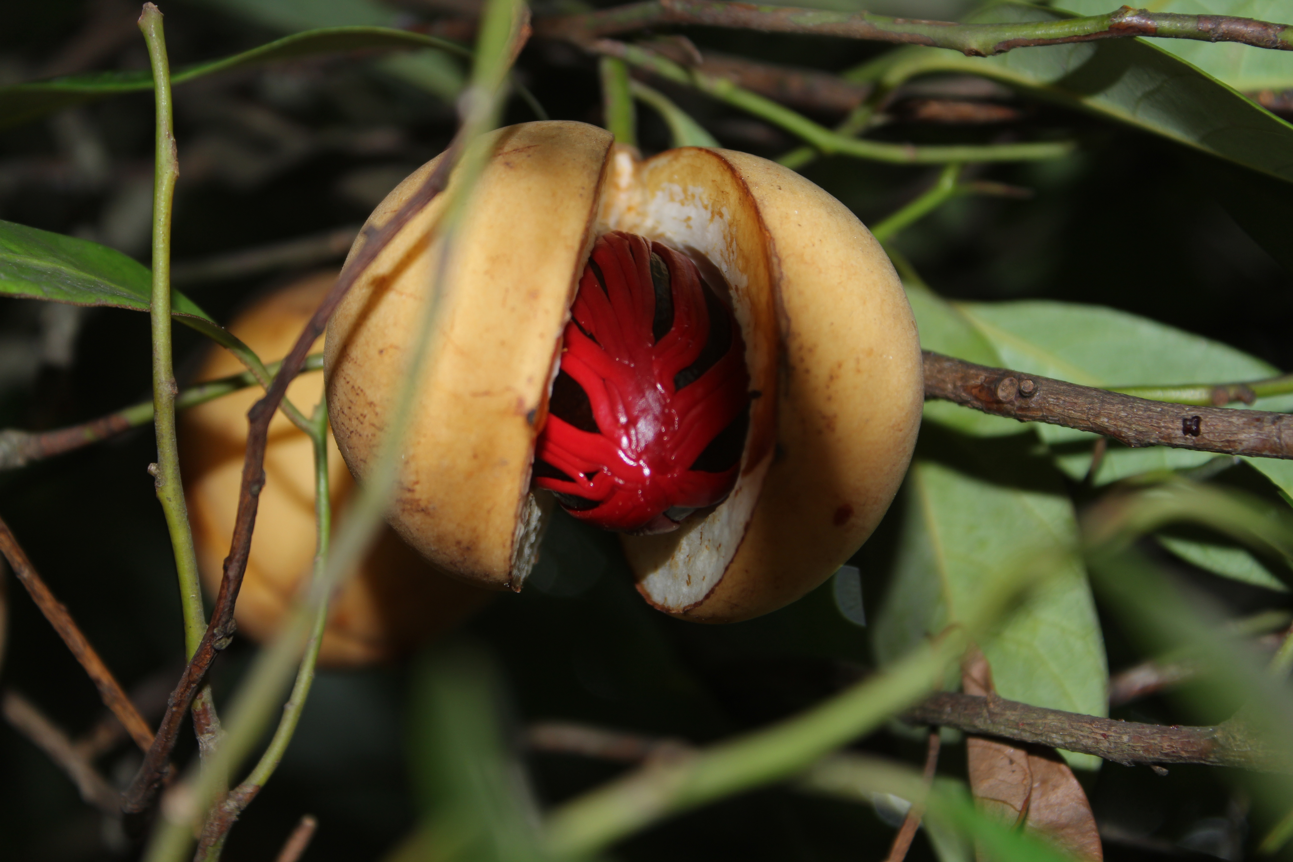Croisière Grenade