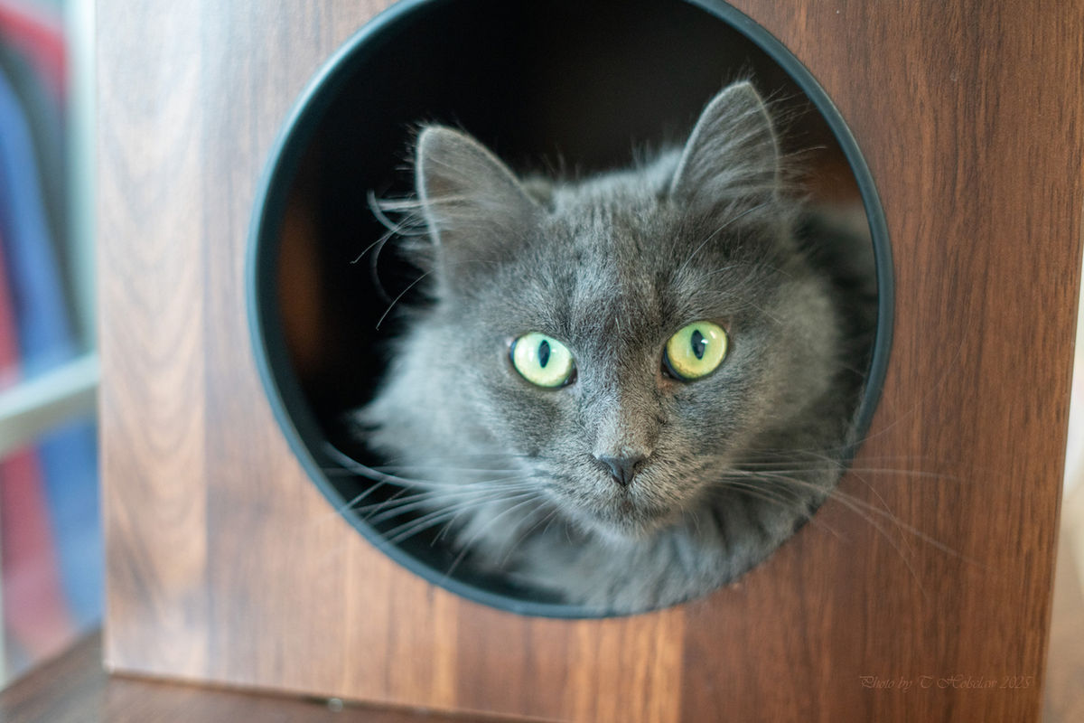 Rocky Mountain Feline Rescue
