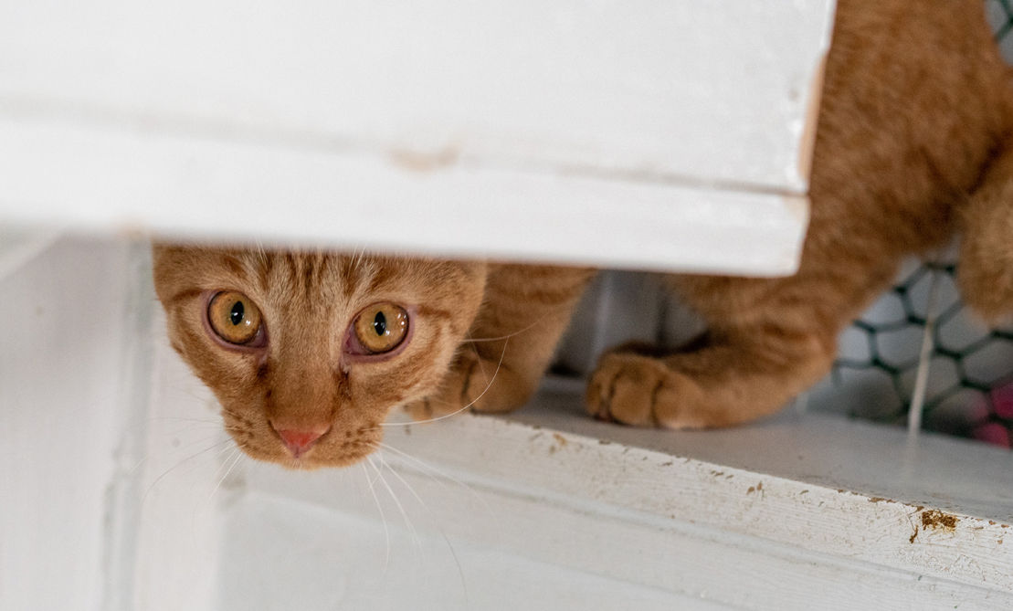 Rocky Mountain Feline Rescue