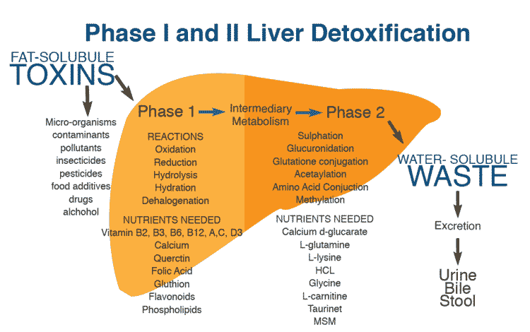 liver-detoxification.gif