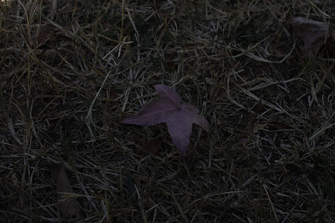 _MG_4275.JPG