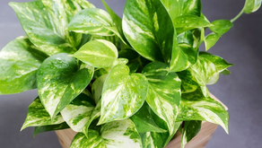 AIR PURIFYING PLANTS: BEST FOR YOUR HOME