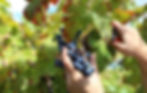 vendemmia michele romano vini