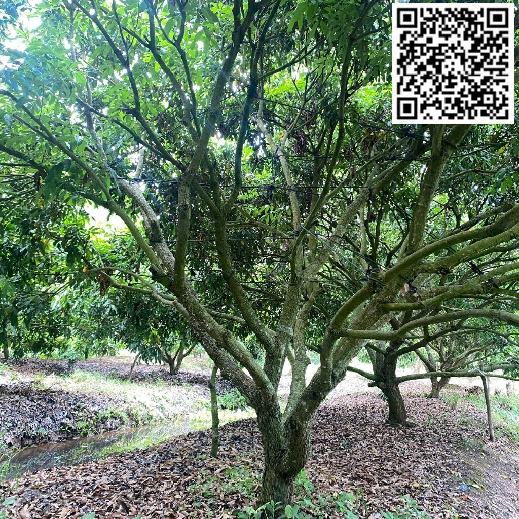 HAI VƯỜN NHÃN - V01C31